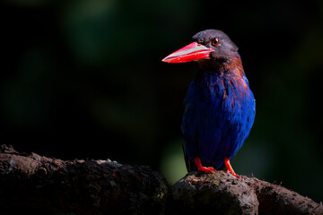 Javan Kingfisher perching on the branch
