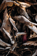 frost on a pile of dry leaves