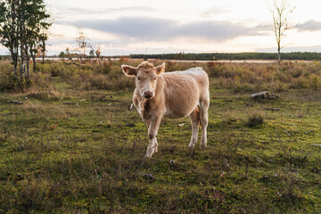 Rural scene with a grazing beige cow