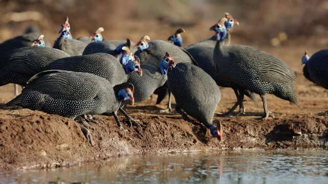 a flock of helmeted guineafowl drinking water