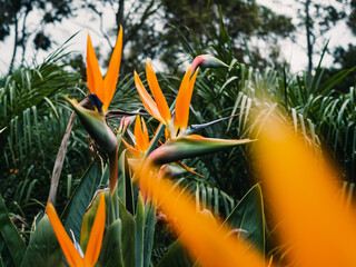Bird of paradise flower