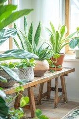 Fototapeta premium A serene indoor garden featuring a variety of potted plants on a wooden bench, bathed in natural sunlight from a nearby window.