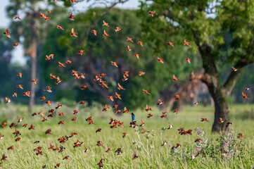 Fototapete bei efototapeten.de bestellen   