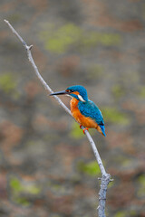 Common Kingfisher 
