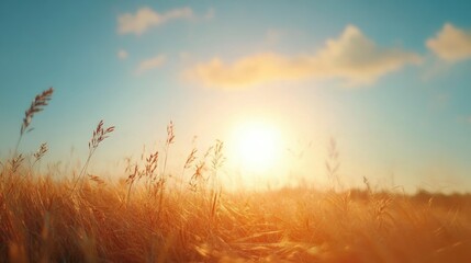 Dry grass field under a blue sky with golden sunlight creating a stunning nature background for summer or autumn