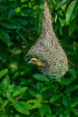 bird in nest
