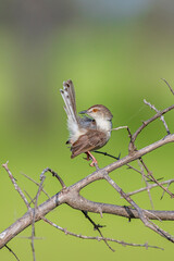 Prinia 