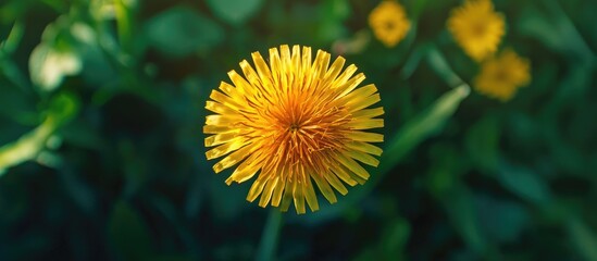 Obraz premium Taraxacum Officinale Dandelion Or Plant Flower Top View With Daylight Outdoors