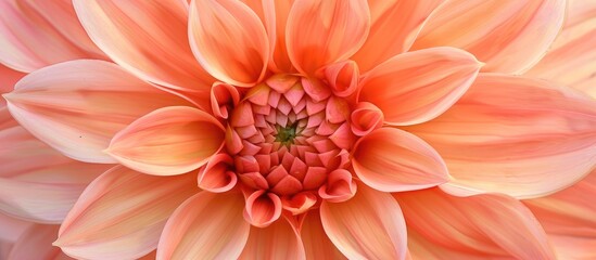 Closeup Of The Orang Coral Pink Flower Of The Tender Tuberous Summer Long Flowering Garden Dahlia Waltzing Mathilda