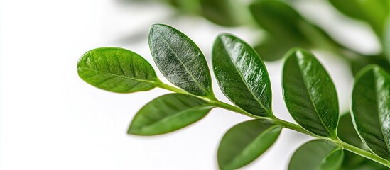 Obraz premium Zamioculcas Zamiifolia Zz Green Plant Leaf On The White Background Close Up