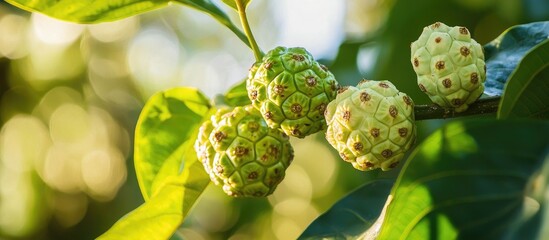 Noni Fruit Grows Abundantly In The Garden