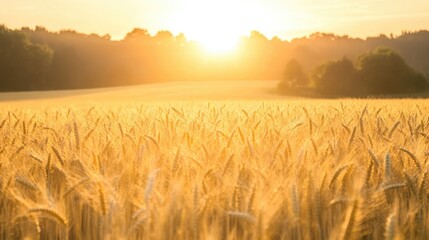 Obraz premium Stunning summer sunrise illuminating golden wheat fields