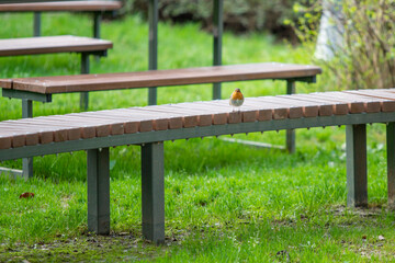 A bird is sitting on a bench in a park