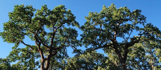 Obraz premium A Low Angle Shot Of Huge Trees With The Clear Skies In The Background