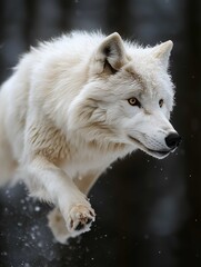 Obraz premium White wolf jumping profil 