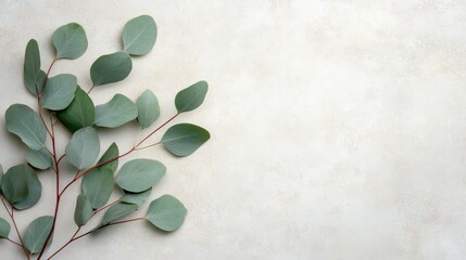 A serene arrangement of eucalyptus leaves on a textured surface, perfect for nature-inspired designs and backgrounds.