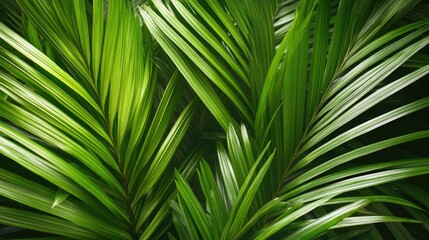 Close up texture of vibrant green leaves showcasing a tropical nature background featuring lush palm foliage