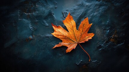 Solitary maple leaf on a dark moist surface creates a melancholic autumn atmosphere