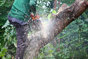 close up back view lumberman on tree while using chainsaw sawing wood in to pieces against blue sky white cloud