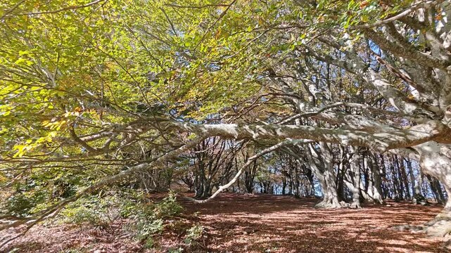 A gian old beech tree in the autumn forest, Marche region