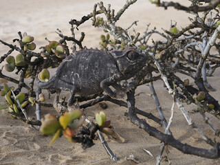 Wüstenchamäleon (Chamaeleo namaquensis)