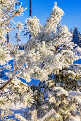 Frosty pine branches a sunny cold winter day