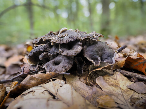 Totentrompete oder Herbsttrompete (Craterellus cornucopioides)