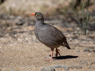Obraz premium Rotschnabelfrankolin (Pternistis adspersus)