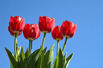 red and yellow tulips against blue sky