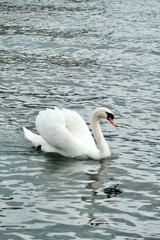 Obraz premium A swan gliding gracefully with wings spread on a calm lake.