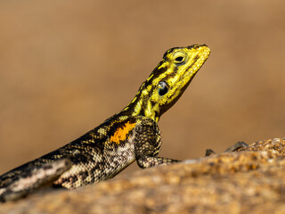 Obraz premium Namibische Felsenagame (Agama planiceps)