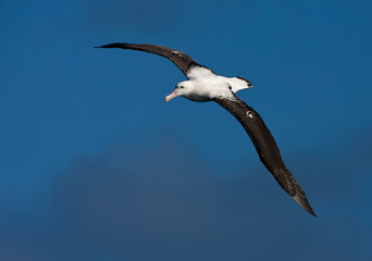 Adult  Tristan Albatross; Diomedea dabbenena, in flight