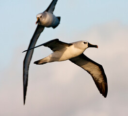 Atlantische Geelsnavelalbatros, Atlantic Yellow-nosed Albatross, Thalassarche chlororhynchos