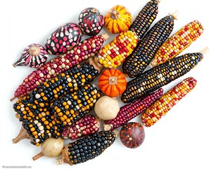 Fototapeta premium Arrangement of multi-colored miniature gourds and indian corn, white backdrop, product photography