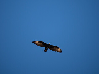 Klippenadler (Aquila verreauxii), Kaffernadler, Felsenadler