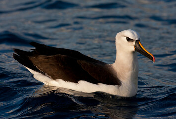Atlantische Geelsnavelalbatros, Atlantic Yellow-nosed Albatross,Thalassarche chlororhynchos © Marc
