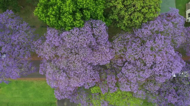 Aerial top down view over colourful jacaranda trees, with a zoom out to street and surrounds. Grafton, NSW