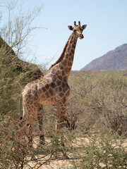 Süd-Giraffe (Giraffa giraffa)