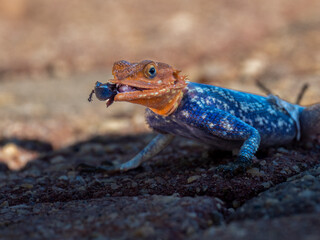 Namibische Felsenagame (Agama planiceps)