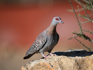 Guineataube (Columba guinea)