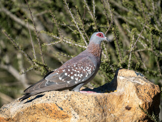 Guineataube (Columba guinea)