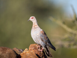 Guineataube (Columba guinea)
