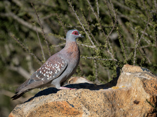 Guineataube (Columba guinea)