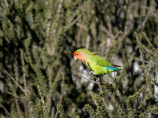 Rosenköpfchen (Agapornis roseicollis)