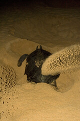 Atlantic Green Turtle on Ascension Island in the Atlantic Ocean. Digging a hole for laying eggs. © Marc