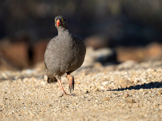 Rotschnabelfrankolin (Pternistis adspersus)