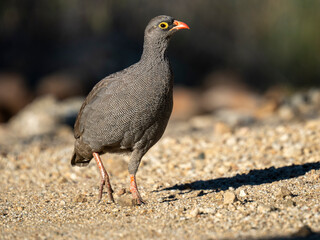 Rotschnabelfrankolin (Pternistis adspersus)