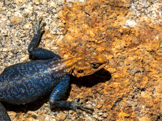 Namibische Felsenagame (Agama planiceps)