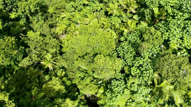 Aerial forward view of lush green forest. Park el Yunque. Puerto Rico