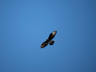 Klippenadler (Aquila verreauxii), Kaffernadler, Felsenadler